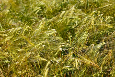 Field of barley in the warm evening sun, summer, by Honzrath, Saarland / Germanyの写真素材