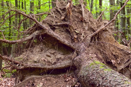 View of a spruce roots in the mixed forest (beech,oak,ash,spruce,pine), warm evening light, summer, by Beckingen - Saarland / Germany,の写真素材