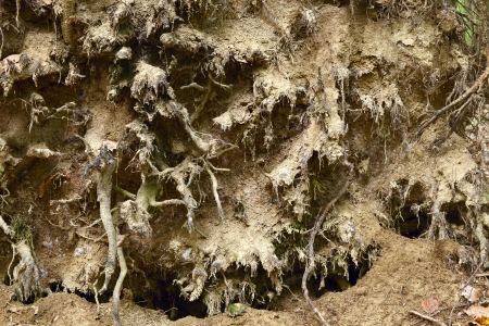 View of a spruce roots in the mixed forest , summer, by Beckingen - Saarland / Germany,の写真素材