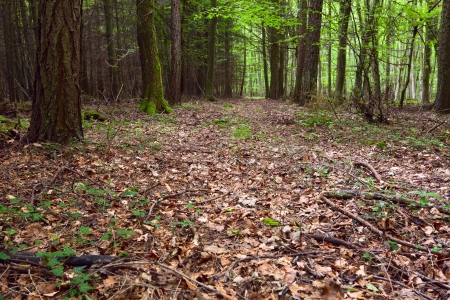 View of a dirt road in the mixed forest(beech,oak,ash), warm evening light, summer, by Beckingen - Saarland / Germanyの写真素材
