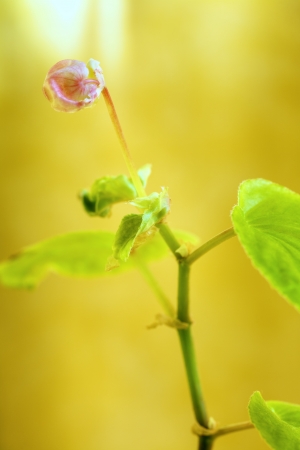 Close up of a young geranium plant with flower on yellow background
の写真素材