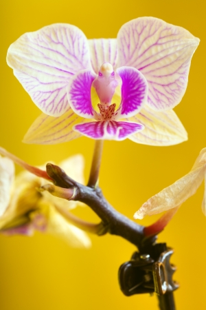 Close up of a orchid flower on yellow backgroundの写真素材