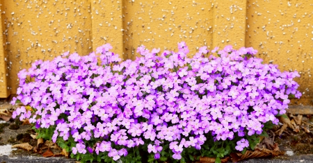 Close up of Aubrieta flowers in a garden, spring, Saarland / Germanyの写真素材