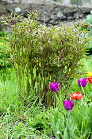 Close up of a peony plant with flower buds, spring, Saarland / Germanyの写真素材