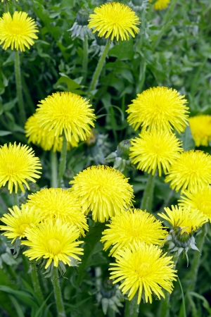 Close up of a dandelion flower in a garden, spring, Saarland / Germanyの写真素材