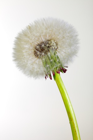 close up of a dandelion flower after blooming, studio shotの写真素材