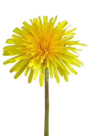 Close up of a dandelion flower isolated on white backgroundの写真素材