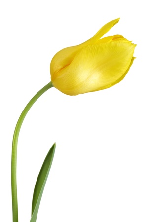 Close up of a yellow tulip flower isolated on white backgroundの写真素材