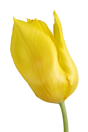 Close up of a yellow tulip flower isolated on white backgroundの写真素材