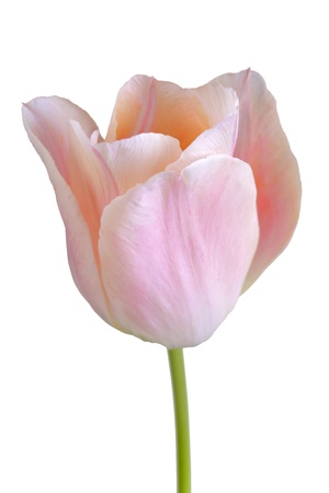 Close up of a pink tulip flower isolated on white backgroundの写真素材