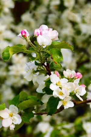 Close up of apple flowers in the warm evening sun, spring, by Beckingen, Saarland / Germanyの写真素材