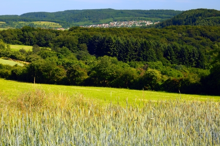 Landscape with rye and barley field and forest in the distance a country Dueppenweiler, by Honzrath, Saarland / Germanyの写真素材