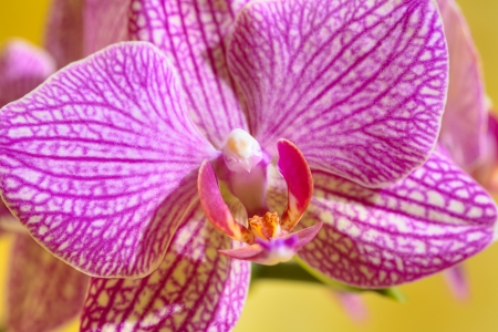 Close up of a orchid flower on yellow backgroundの写真素材