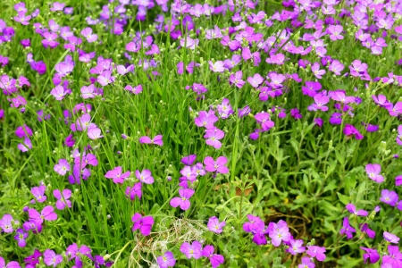 Close up of Aubrieta flowers in a garden, spring, Saarland / Germanyの写真素材
