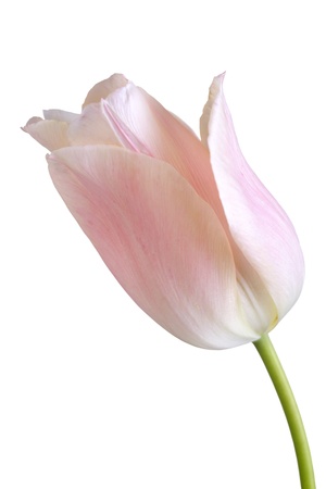 Close up of a pink tulip flower isolated on white backgroundの写真素材