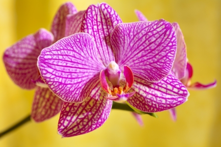Close up of a orchid flower on yellow backgroundの写真素材