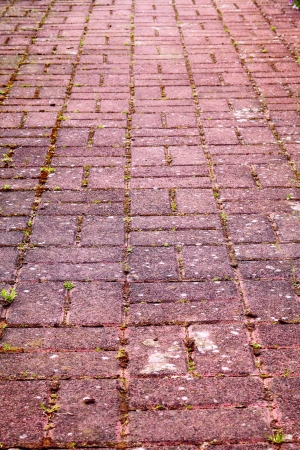 Close up of a cobbled path with weeds and moss, Saarland / Germanyの写真素材