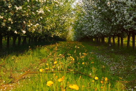 View of young apple orchard with flowers, evening, spring, Saarland / Germanyの写真素材