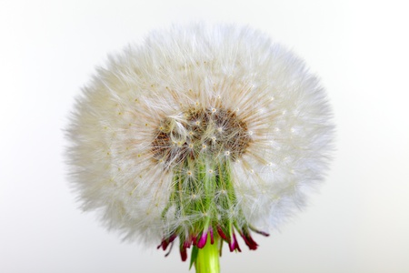 close up of a dandelion flower after blooming, studio shotの写真素材