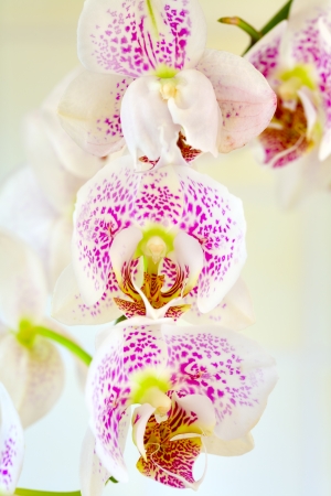 Close up of a orchid flower on yellow backgroundの写真素材