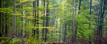 Mixed forest (beech, hornbeam and oak ) in a misty day, autumn, Saarland / Germany. Stitched