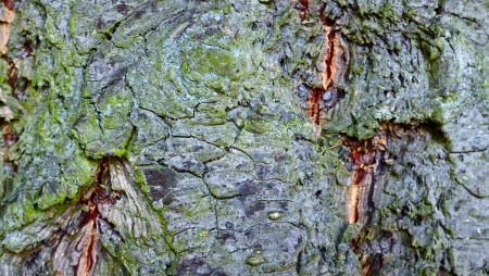 Close up of douglas bark as interesting background, XXL panoramicの写真素材