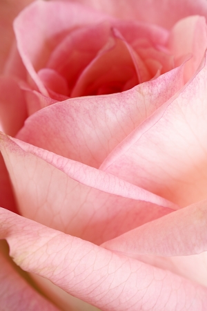 Close up of a rose flowerの写真素材