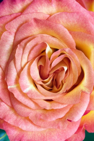 Close up of a  orange rose flowerの写真素材