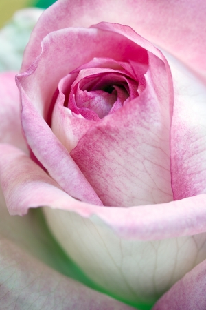 Close up of a rose flowerの写真素材