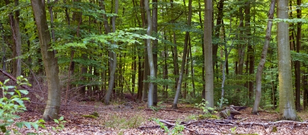 Panorama of a beech forest, summer, Saarland / Germanyの写真素材