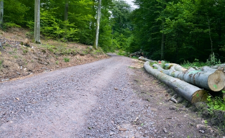 A dirt road in the mixed forest (beech, oak and alder), summer, Saarland/Germany, panoramic XXLのeditorial素材