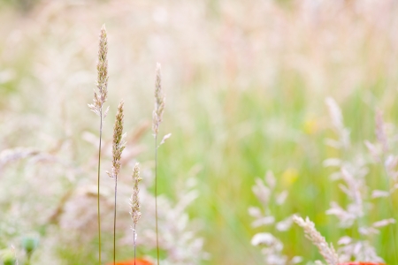 Close up of grass blades on a meadow, summer.の写真素材