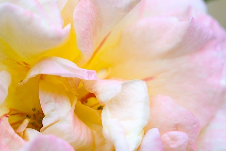 Close up of a rose flower insideの写真素材