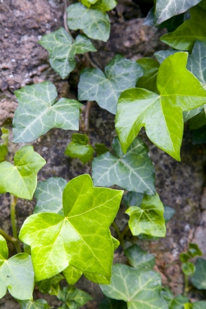 The details of ivy plant on a garden wallの写真素材