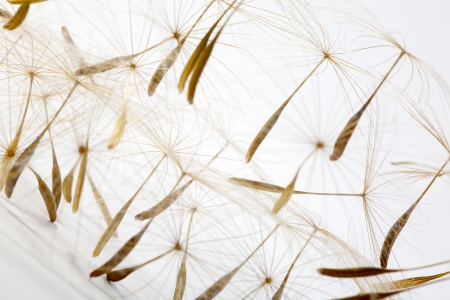 Close up of a weed seeds on white backgroundの写真素材
