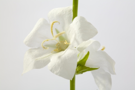 Close up of a white flower isolated on white background, studio shotの写真素材