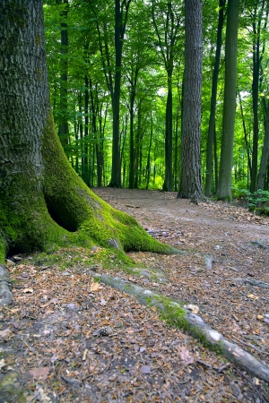 A footpath in the mixed forest (spruce, pine,beech,oak) in a sunny day, by Beckingen, Saarland / Germanyの写真素材