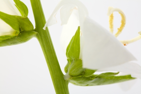 Close up of a white flower isolated on white background, studio shotの写真素材
