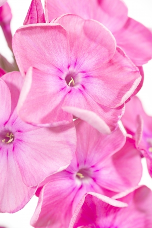 Close up of a phlox flowers, isolated on white backgroundの写真素材