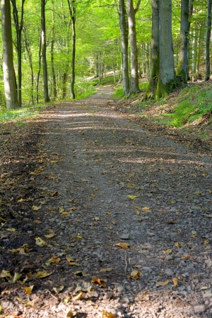 A dirt road in the mixed forest  beech, oak and ash  in a sunny evening, by Beckingen,  Saarland   Germany,の写真素材