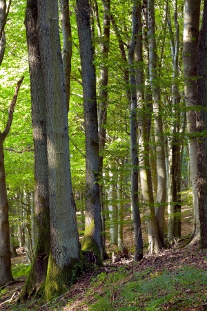 Mixed forest by Beckingen, Saarland   Germanyの写真素材