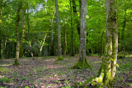 A view of the deciduous forest by Beckingen, Saarland / Germany.の写真素材