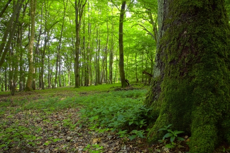 A view of the deciduous forest by Beckingen, Saarland / Germany.の写真素材