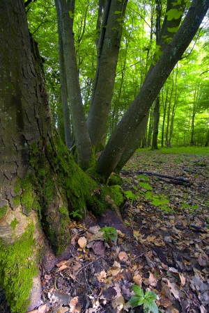 A view of the deciduous forest by Beckingen, Saarland / Germany.の写真素材