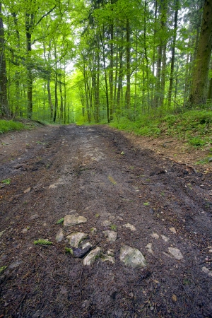 A dirt road in the mixed forest (beech, oak and alder), summer, by Beckingen, Saarland / Germany,の写真素材