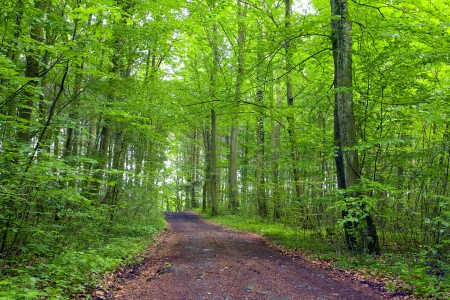A dirt road in the mixed forest (beech, oak and alder), summer, by Beckingen, Saarland / Germany,の写真素材