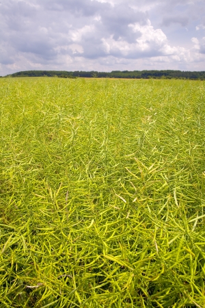 Agriculture landscape with ripe rape field in a rainy day, by Beckingen, Saarland / Germanyの写真素材