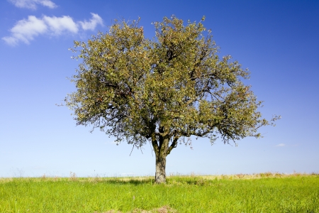 Lonely pear tree on a field, by Beckingen, Saarland / Germany, の写真素材