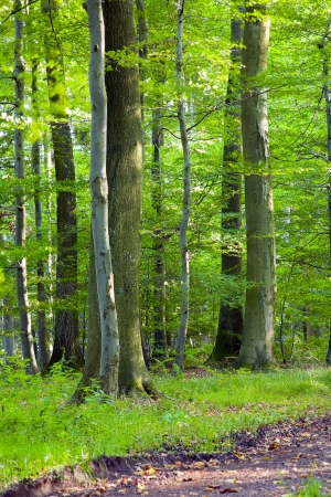 A dirt road in the mixed forest (beech, oak and ash) in a sunny evening, by Beckingen,  Saarland / Germany,の写真素材