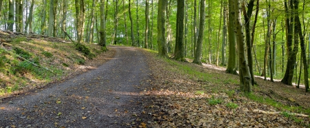 A dirt road in the mixed forest (beech, oak and ash) in a sunny evening, by Beckingen,  Saarland / Germany, panoramic XXL,の写真素材